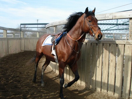 http://www.equigym.com/Products/HorseExerciser/image_rotate/HE_Horse_Training1.jpg