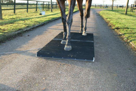 Palway Twin Platform Portable Scale with horse standing on it