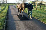 Horse walking across a Plaway Portable Scale on pavement.