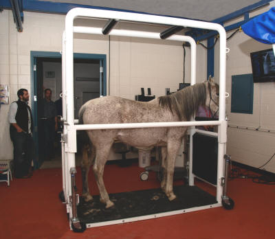 EquiGym Portable Stocks at Colorado State University with a horse
