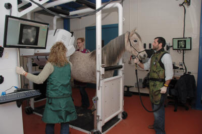 EquiGym Portable Stocks at Colorado State University with horse examined with MRI