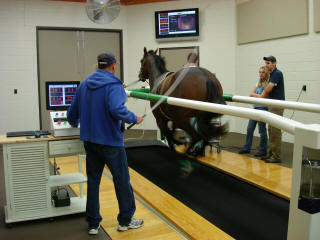 Horse being scoped on high speed treadmill at Rood and Riddle Equine Hospital