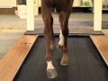 Dynamic hoof balancing on an  EquiGym High Speed Treadmill 