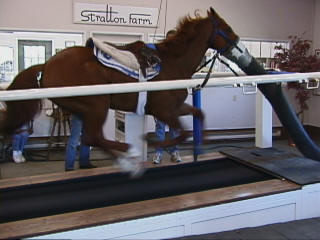 EquiGym High Speed Treadmil with horse doing a V02 test