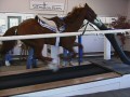 Vo2 Test with horse galloping on an Equigym High Speed Treadmill