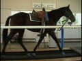 Horse exercising with a weight saddle on an EquiGym High Speed Treadmill